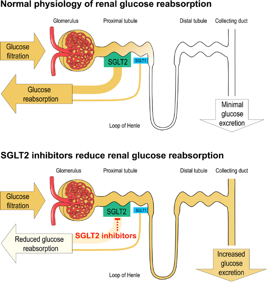Mechanism-of-action-of-SGLT2-inhibitors-SGLT1-sodium-glucose-cotransporter