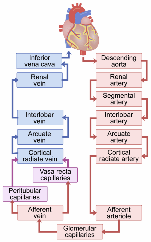 renal-blood-flow-diagram